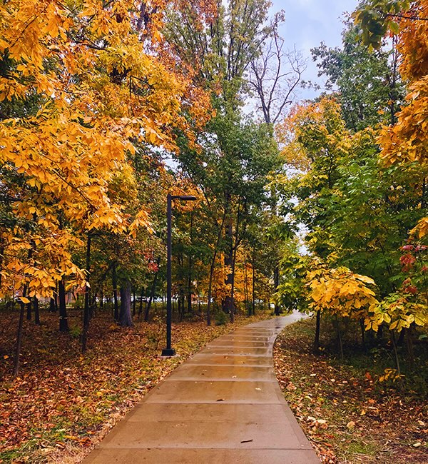 a winding pathway through a wooded area with fall laeaves falling