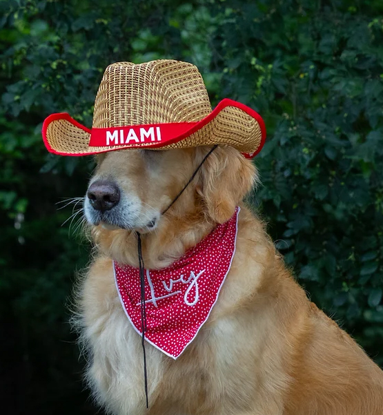 Ivy, the dog, wearing a Miami branded straw hat