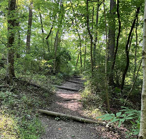 path in the woods