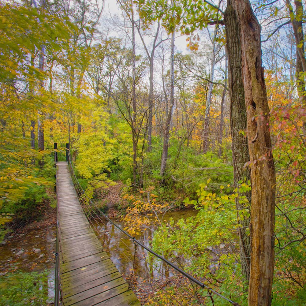 Forest scenery in Oxford, Ohio