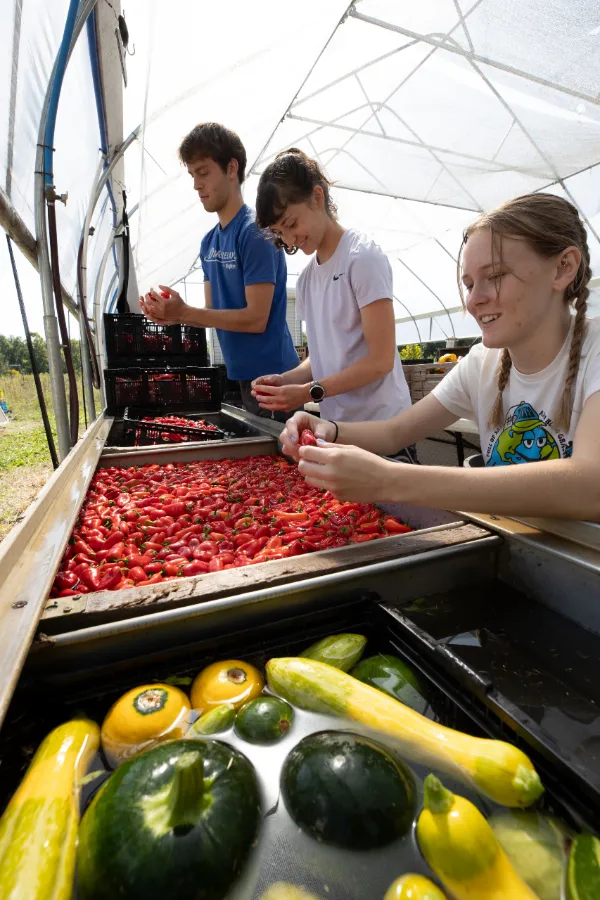 Young Adults cleaning vegetables in containers, outside, on a farm. 