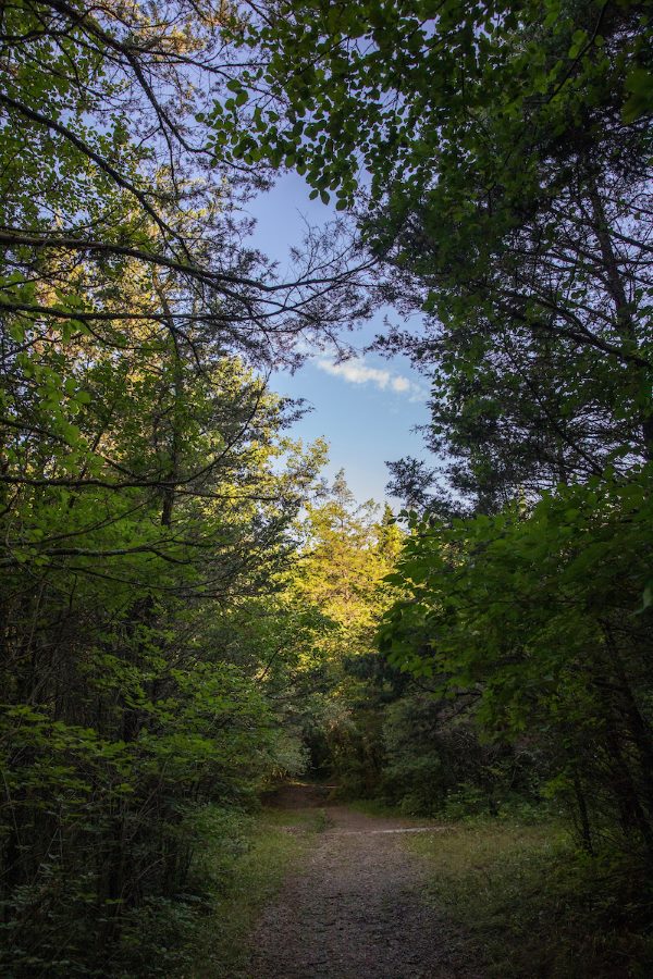 Miami trails surrounded by tall trees and blue sky