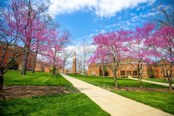 Picture of the Bell Tower in the Springtime with pink flowers