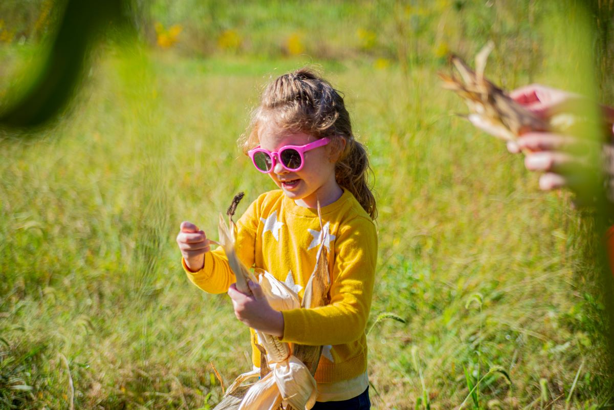 A myaamia child in a bright yellow sweater harvesting corn from a field