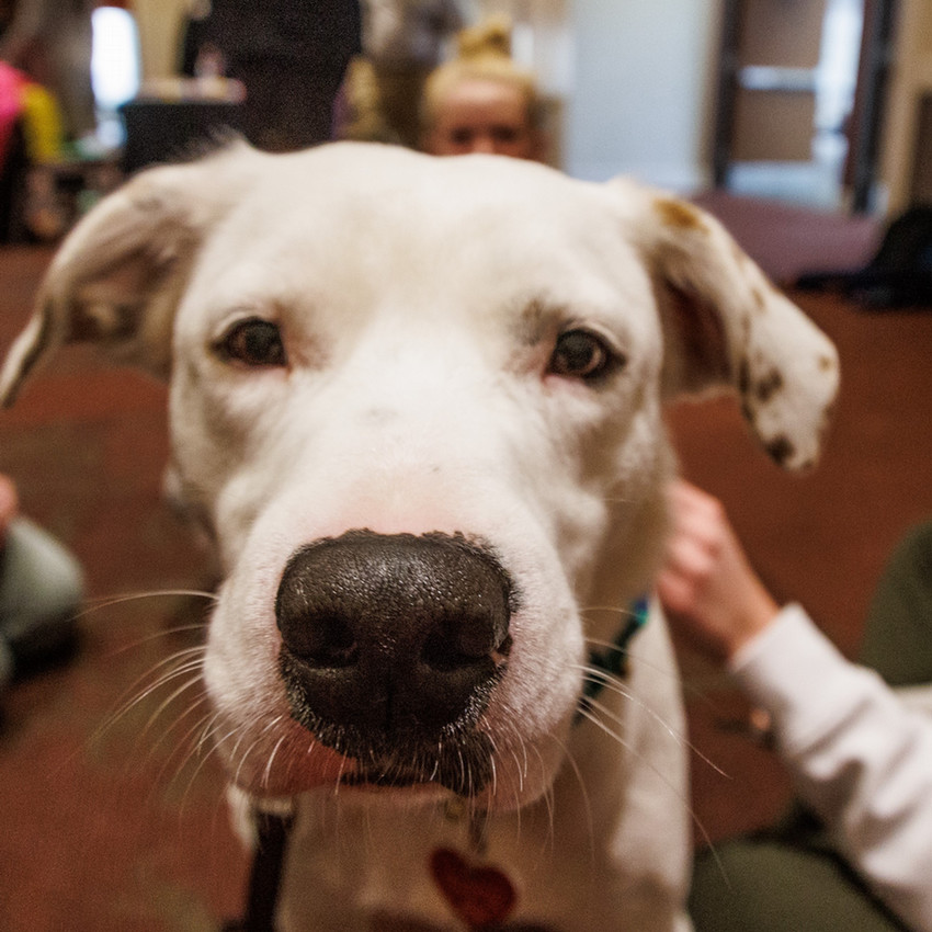 Photograph of a white dog named Okie.