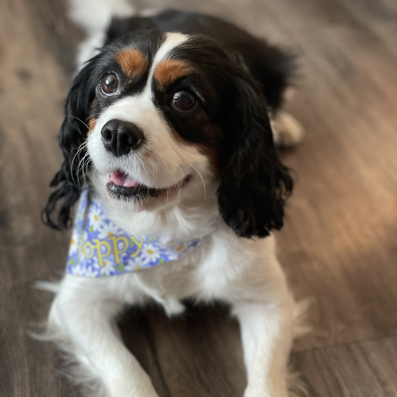 Cavalier King Charles Spaniel named Poppy