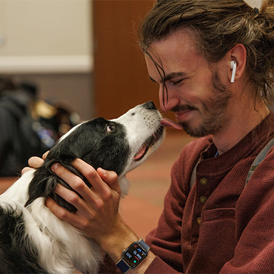 therapy dog