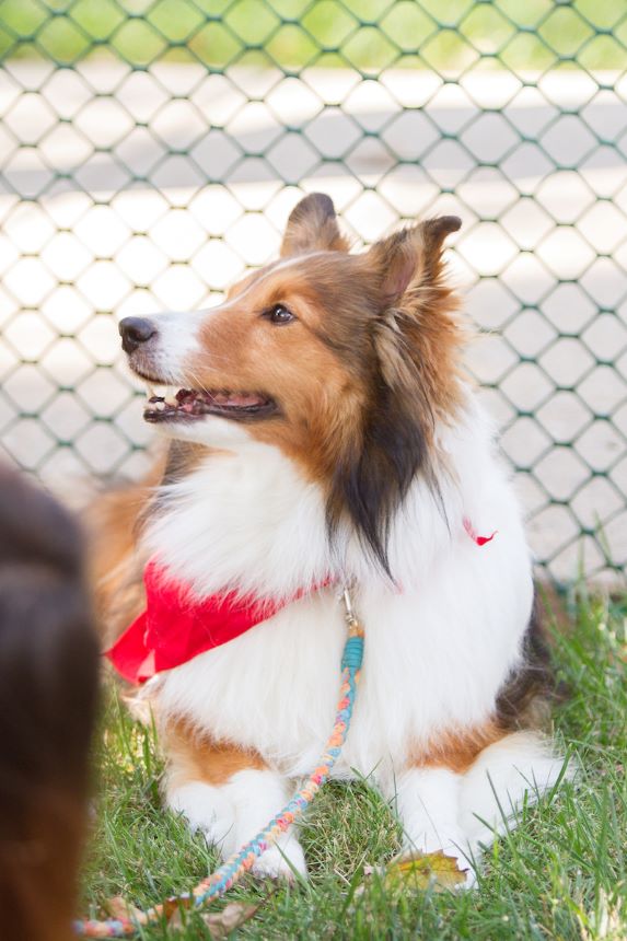 White and brown dog sits next to a fence.