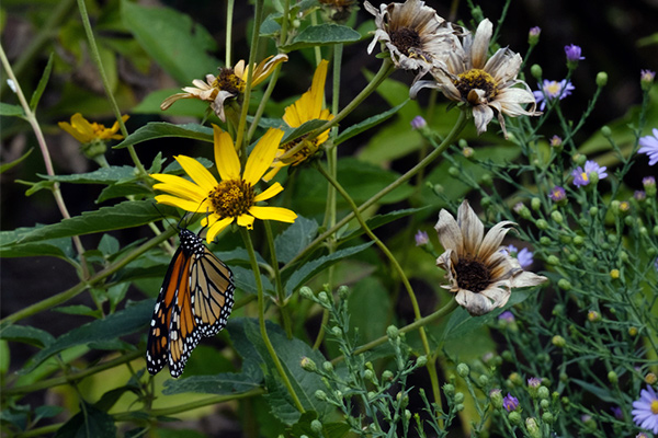 Monarch butterfly on a yellow flower