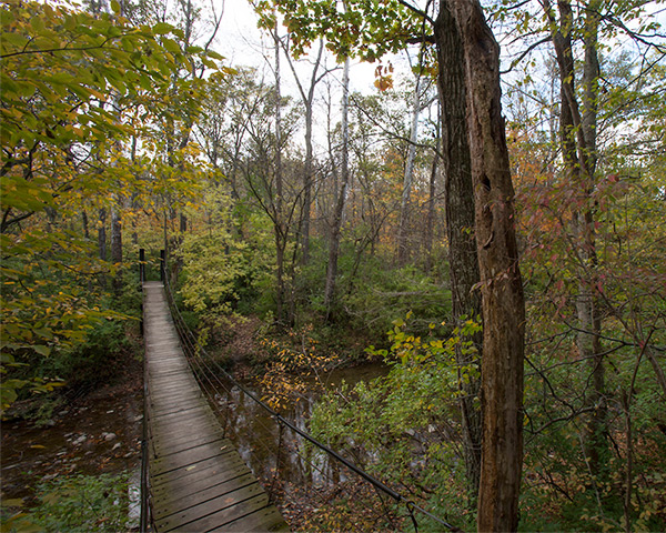 swinging bridge in the natural areas