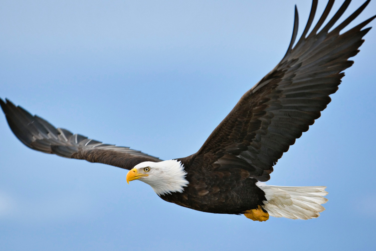 bald eagle