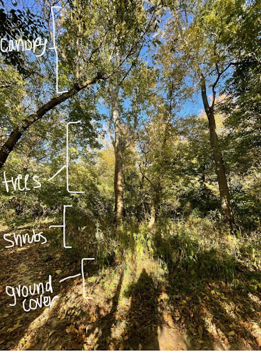 Natural areas with handwritten labels on the image indicating canopy, trees, shrubs, and ground cover.