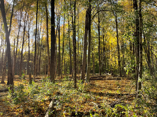 woods in the natural areas at dusk