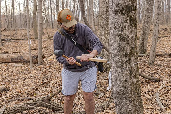maple sugaring iin Western woods