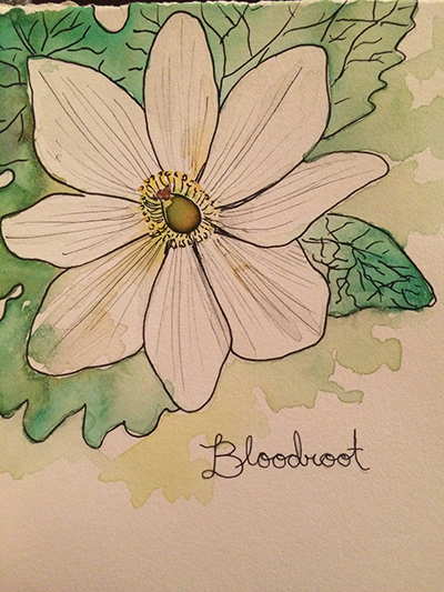 Bloodroot