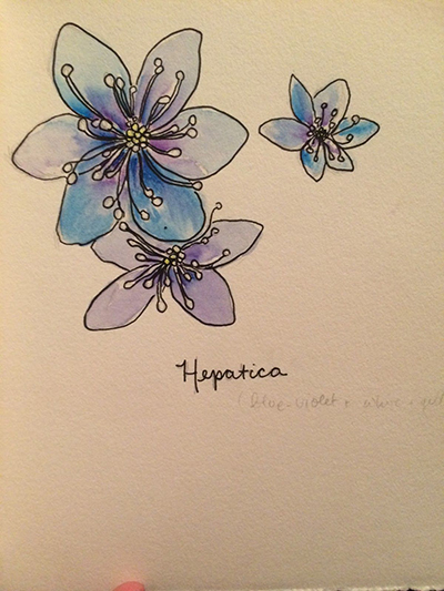 Hepatica