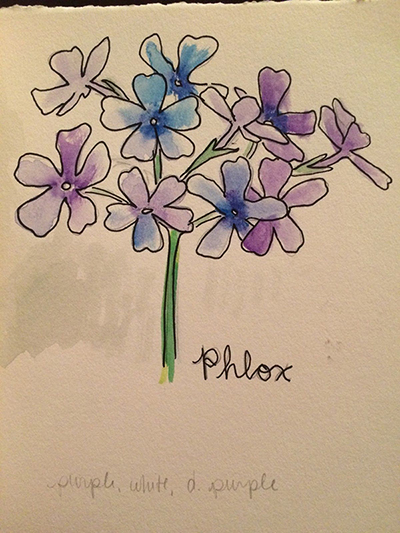 Phlox