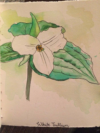 White Trillium