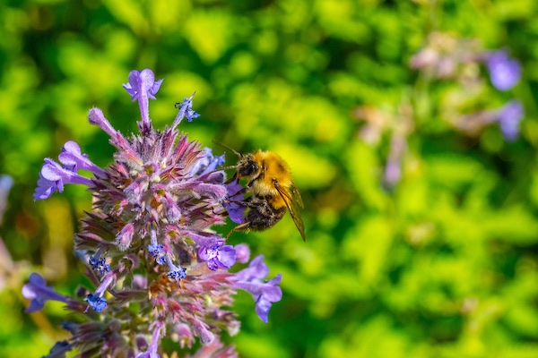 a bee pollinating a flower