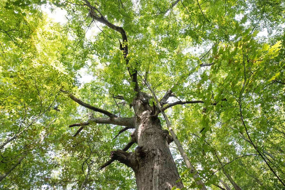 looking up into the canopy of a large white oak tree in the woods
