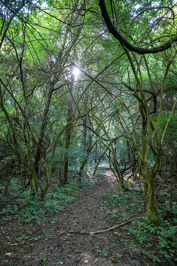 a path through the woods