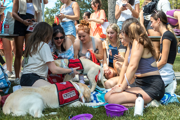 dogs at mega fair