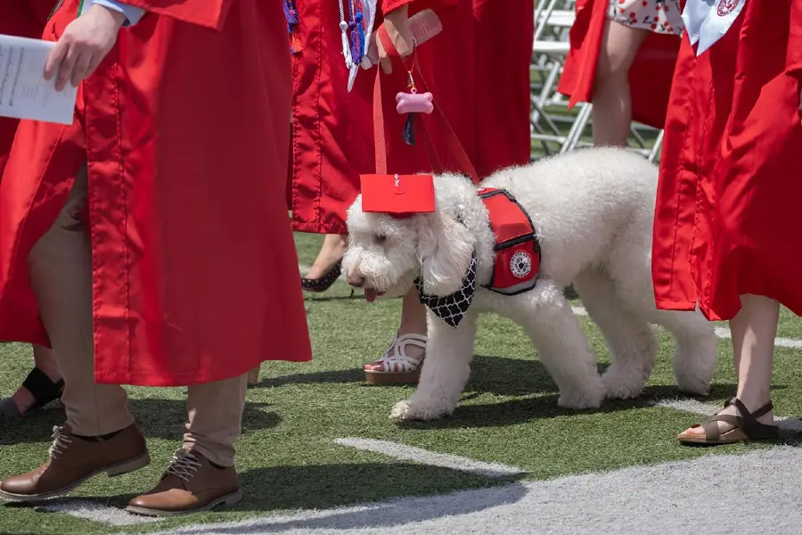 Service dog at graduation wearing red graduation cap.