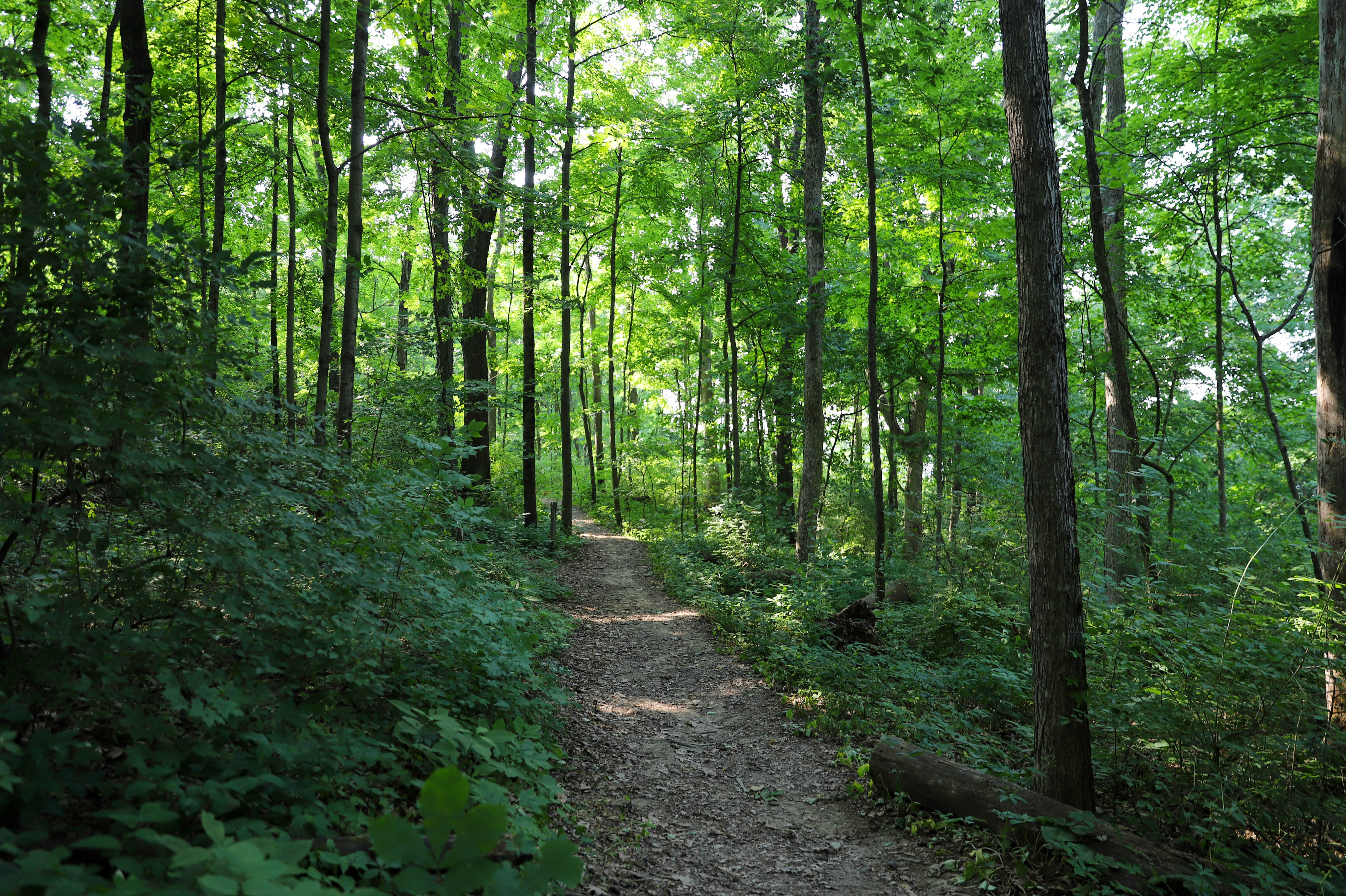 Nature Trail with greenery