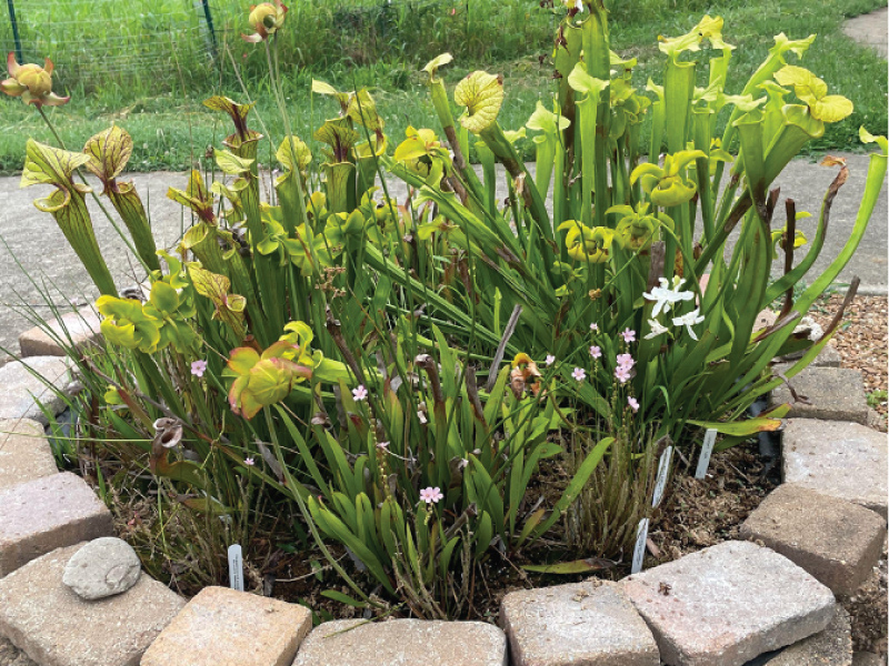 Close up of one of the mini bogs. 