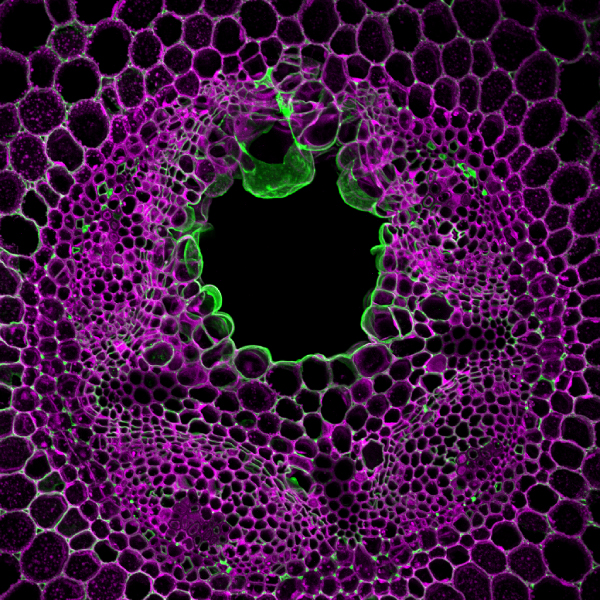 Root cross-sections under a microscope