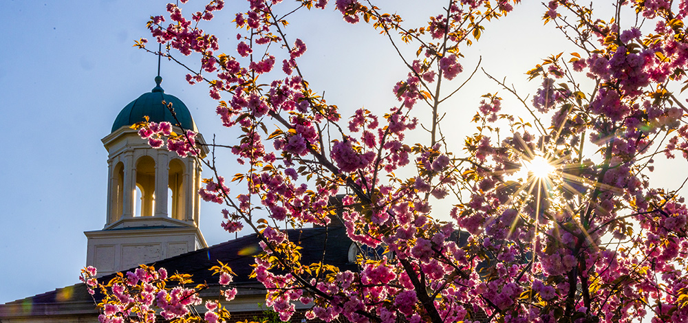 spring flowering tree
