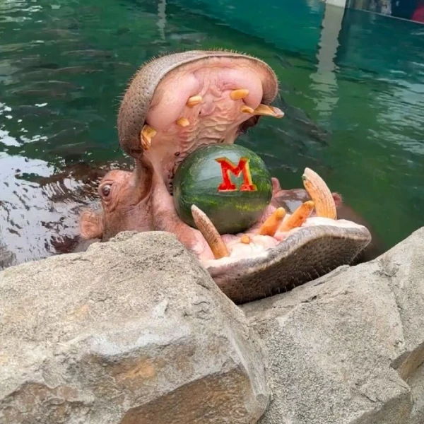 fiona the hippp eating a watermelon with the block m logo